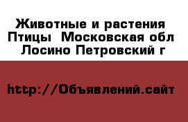 Животные и растения Птицы. Московская обл.,Лосино-Петровский г.